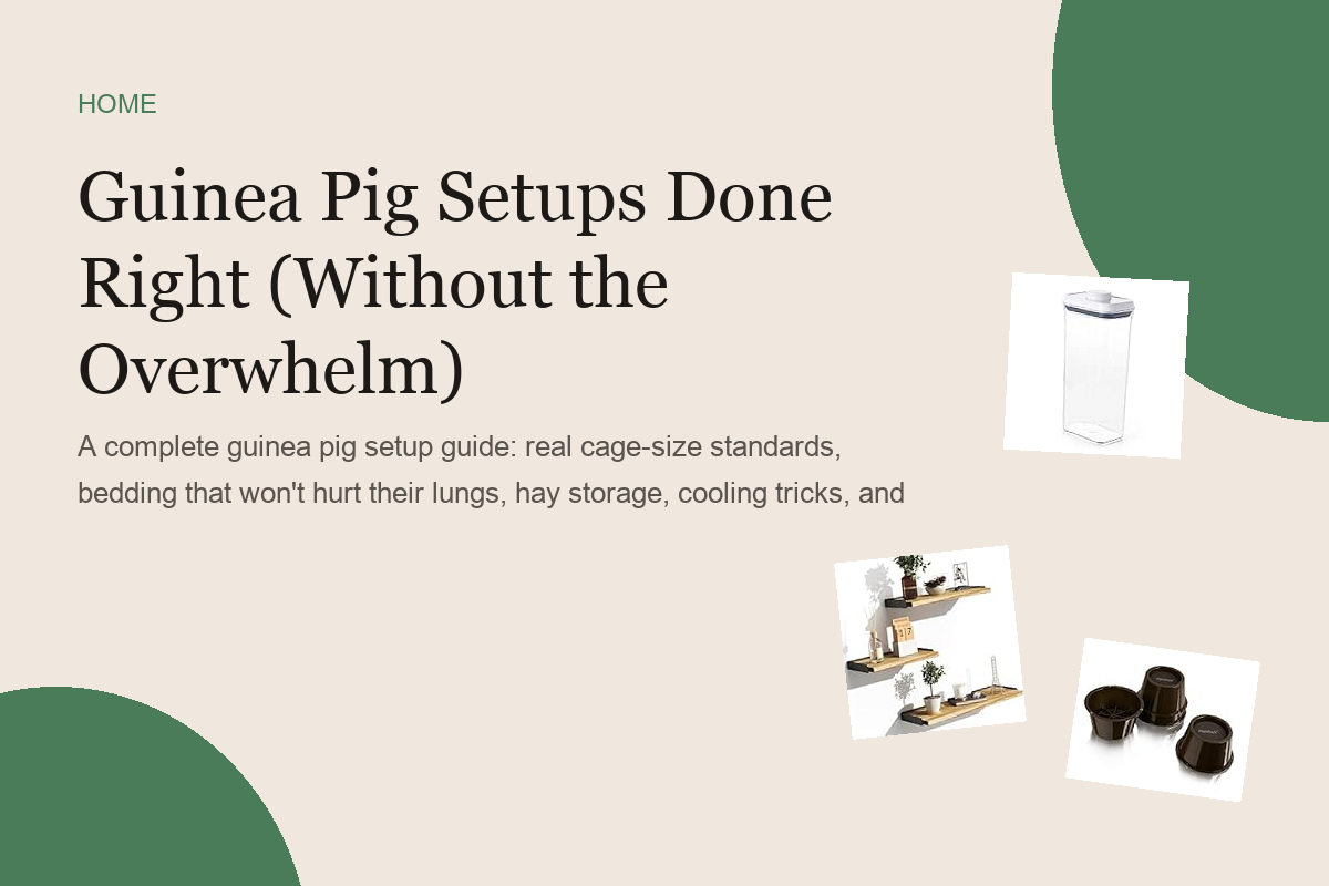Guinea Pig Setups Done Right (Without the Overwhelm)